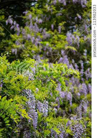 紫藤花簇 113982033