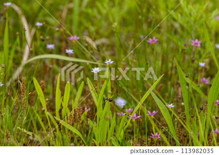 春天田野裡盛開的小花 113982035