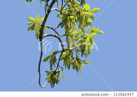 天然植物:櫟樹、四月新綠。幼葉腋下垂下許多穗狀雄花序。 天然植物:櫟樹、四月新綠。幼葉腋下垂下許多穗狀雄花序。 113982447
