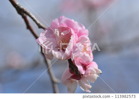梅花(櫻花眼鏡) 梅花(櫻花眼鏡) 113982573