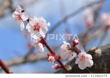 Ume (Bunago) Ume (Bunago) 113982575