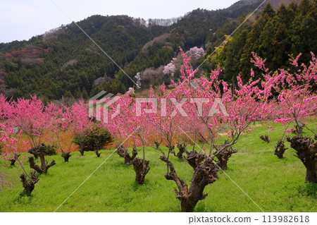 埼玉縣秩父郡大內澤東秩父村大內澤花桃之裡，早春時節，村莊山坡上盛開著亮粉色的桃花 113982618