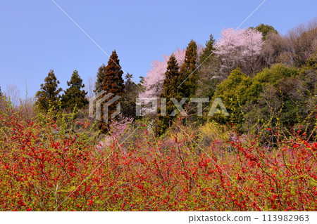 埼玉縣秩父郡東秩父村大內澤的“花桃之鄉”，早春時節，村山坡上桃花盛開。 113982963