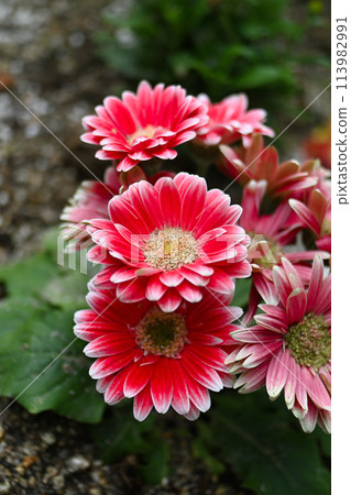 Red Gerbera Flower 113982991
