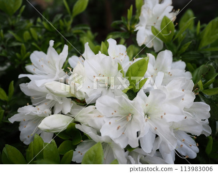 白胡桃杜鵑花 113983006