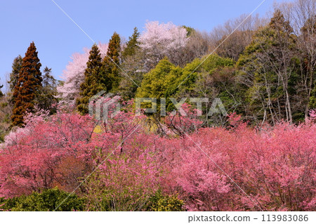 Ouchizawa, Higashichichibu Village, Chichibu District, Saitama Prefecture - Various types of cherry blossoms in "Hanamomo no Sato" where peach blossoms bloom on the slopes of a rural mountain in early spring Ouchizawa, Higashichichibu Village, Chichibu District, Saitama Prefecture - Various types of cherry blossoms in "Hanamomo no Sato" where peach blossoms bloom on the slopes of a rural mountain in early spring 113983086