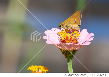 Henseri butterfly sucking nectar Henseri butterfly sucking nectar 113983241