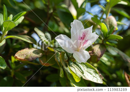 Azalea flowers harmonizing with the autumn sunlight 113983289