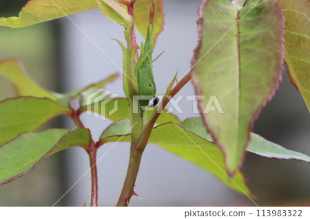 Pest damage to roses Pest damage to roses 113983322