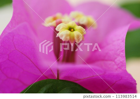 漂亮的黃色花朵被粉紅色的九重葛葉子包圍 漂亮的黃色花朵被粉紅色的九重葛葉子包圍 113983514