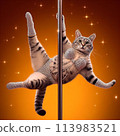 一隻穿著閃閃發光的服裝鋼管舞的貓 113983521