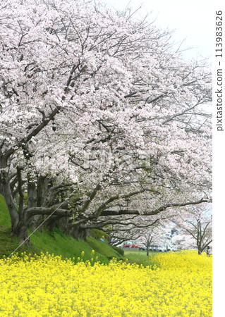 Landscape with rape flowers and cherry blossoms Landscape with rape flowers and cherry blossoms 113983626