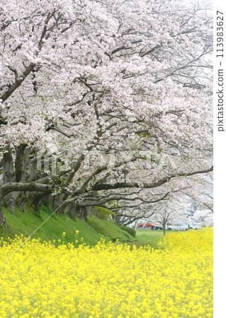 Landscape with rape flowers and cherry blossoms Landscape with rape flowers and cherry blossoms 113983627