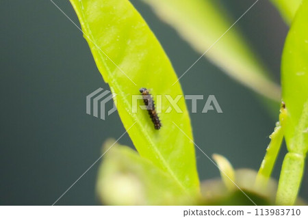 小燕尾毛毛蟲吃橘子樹上的嫩葉 小燕尾毛毛蟲吃橘子樹上的嫩葉 113983710