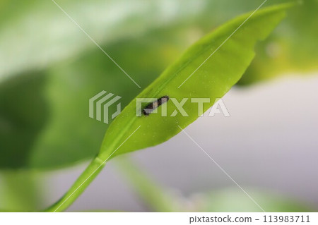 小燕尾毛毛蟲吃橘子樹上的嫩葉 113983711