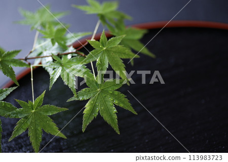 Japanese style image of green maple leaves background material Japanese style image of green maple leaves background material 113983723
