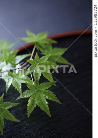 Japanese style image of green maple leaves background material Japanese style image of green maple leaves background material 113983724