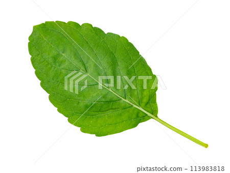 Holy Basil leaf or thai basil or Ocimum sanctum isolated. Green leaves pattern 113983818