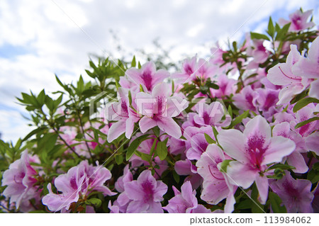Azaleas in full bloom at Arakogawa Park 113984062