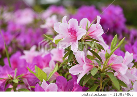 Azaleas in full bloom at Arakogawa Park 113984063