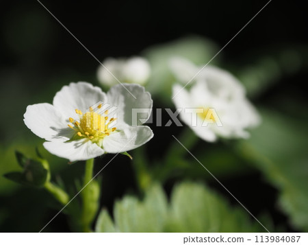 草莓花1 草莓花1 113984087