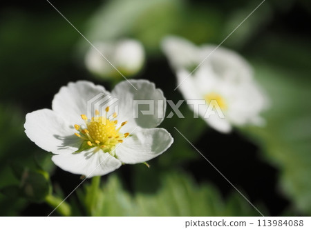 草莓花2 草莓花2 113984088