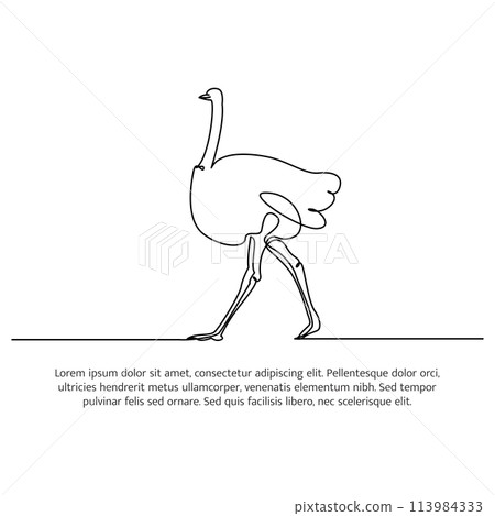 Ostrich line design. Simple animal silhouette decorative elements drawn with one continuous line. Vector illustration of minimalist style on white background. Ostrich line design. Simple animal silhouette decorative elements drawn with one continuous line. Vector illustration of minimalist style on white background. 113984333