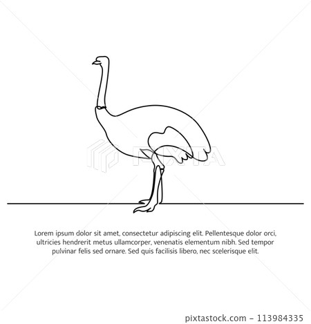 Ostrich line design. Simple animal silhouette decorative elements drawn with one continuous line. Vector illustration of minimalist style on white background. Ostrich line design. Simple animal silhouette decorative elements drawn with one continuous line. Vector illustration of minimalist style on white background. 113984335