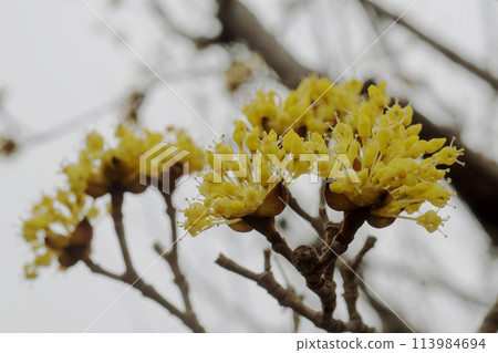 Close-up of Cornus officinalis flowers / Cornaceae, March Close-up of Cornus officinalis flowers / Cornaceae, March 113984694