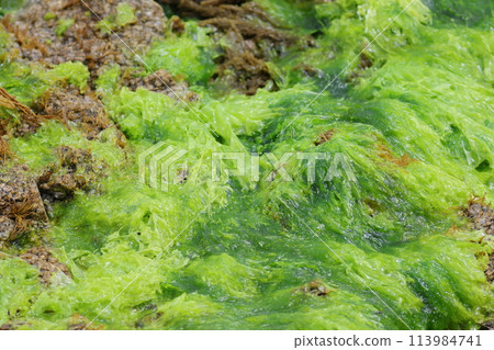 海岸風光:美麗的綠海生菜 海岸風光:美麗的綠海生菜 113984741