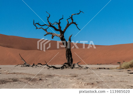 Barren landscape near Deadvlei and sossusvlei Barren landscape near Deadvlei and sossusvlei 113985020
