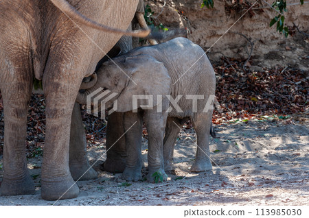 A Desert Elephant and her feeding calf in Namibia 113985030