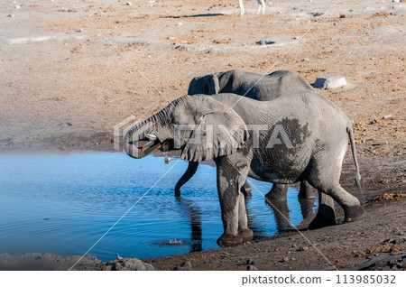 Two Male Elephants Drinking from a water hole. 113985032