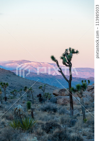 Sunrise in Joshua Tree 113985033