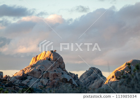 Sunset In Joshua Tree Sunset In Joshua Tree 113985034