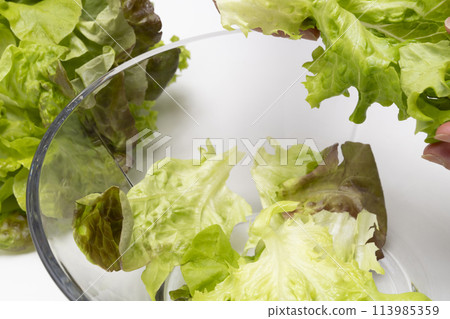 Leaf lettuce 113985359