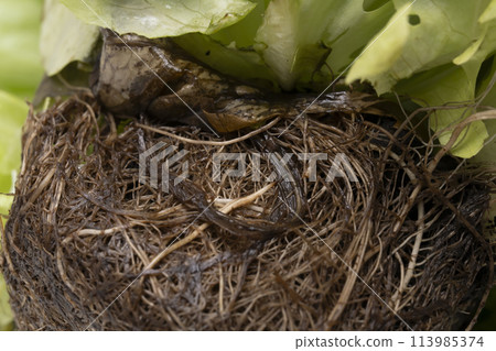 Leaf lettuce root Leaf lettuce root 113985374