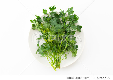 意大利歐芹 意大利歐芹 113985600