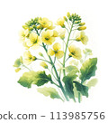 水彩畫的油菜花插圖[AI圖像] 113985756