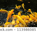 山梨縣昇仙峽小金池的金鯉魚 113986085