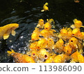 山梨縣昇仙峽小金池的金鯉魚 113986090