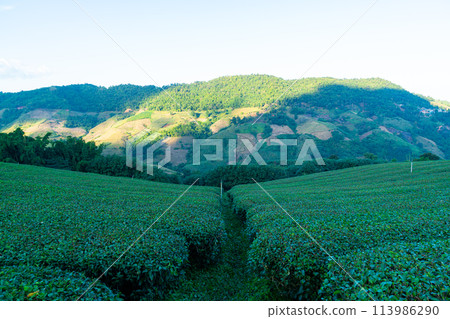 tea plantation and green tea plantation 113986290
