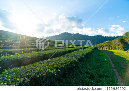 tea plantation and green tea plantation tea plantation and green tea plantation 113986292