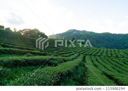 tea plantation and green tea plantation 113986294