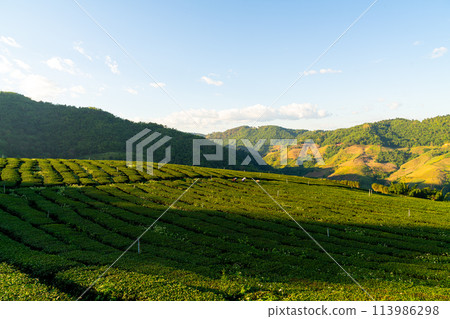 tea plantation and green tea plantation 113986298
