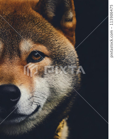 Young dog Shiba Inu is face isolated in a studio setting 113986475
