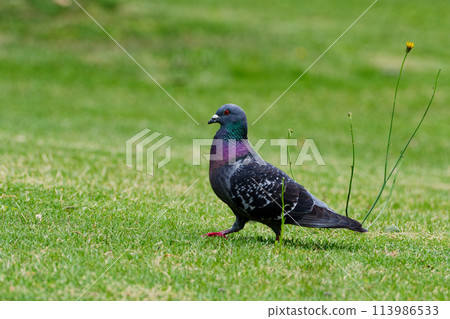 Rock pigeon foraging on the ground Rock pigeon foraging on the ground 113986533