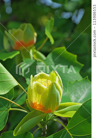 百合花的紅色和黃色花朵(春季,四月) 百合花的紅色和黃色花朵(春季,四月) 113986553