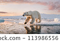 Polar bear white puppy running on ice surrounded by snow on a cold winter day 113986556