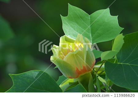 百合花的紅色和黃色花朵（春季，四月） 113986620